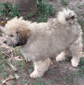 Puli puppy for sale